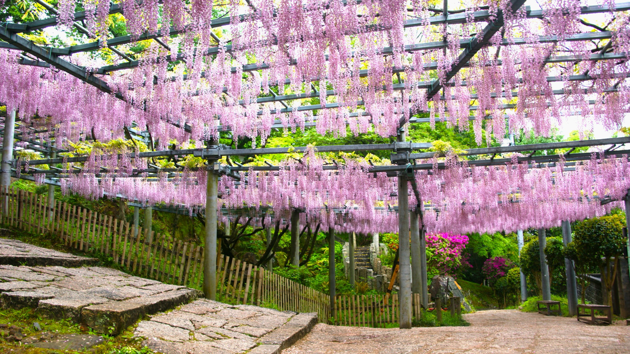 阿智神社|倉敷必訪!最美花纏守就在這!粉紫藤花瀑五月限定! - 第17張圖 阿智神社