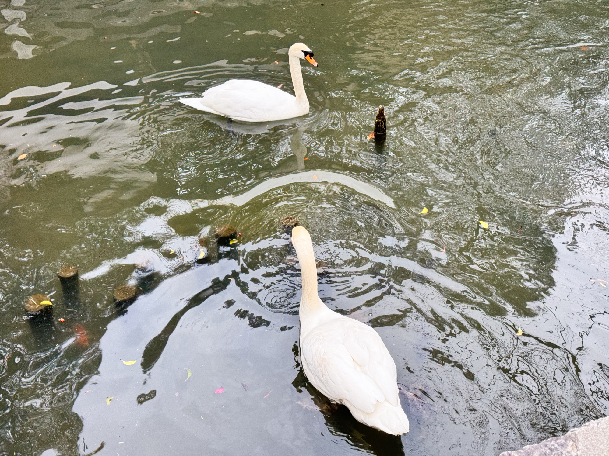 倉敷美觀地區散策|日本岡山去哪玩?日式老街慢慢逛 - 第4張圖 倉敷美觀地區