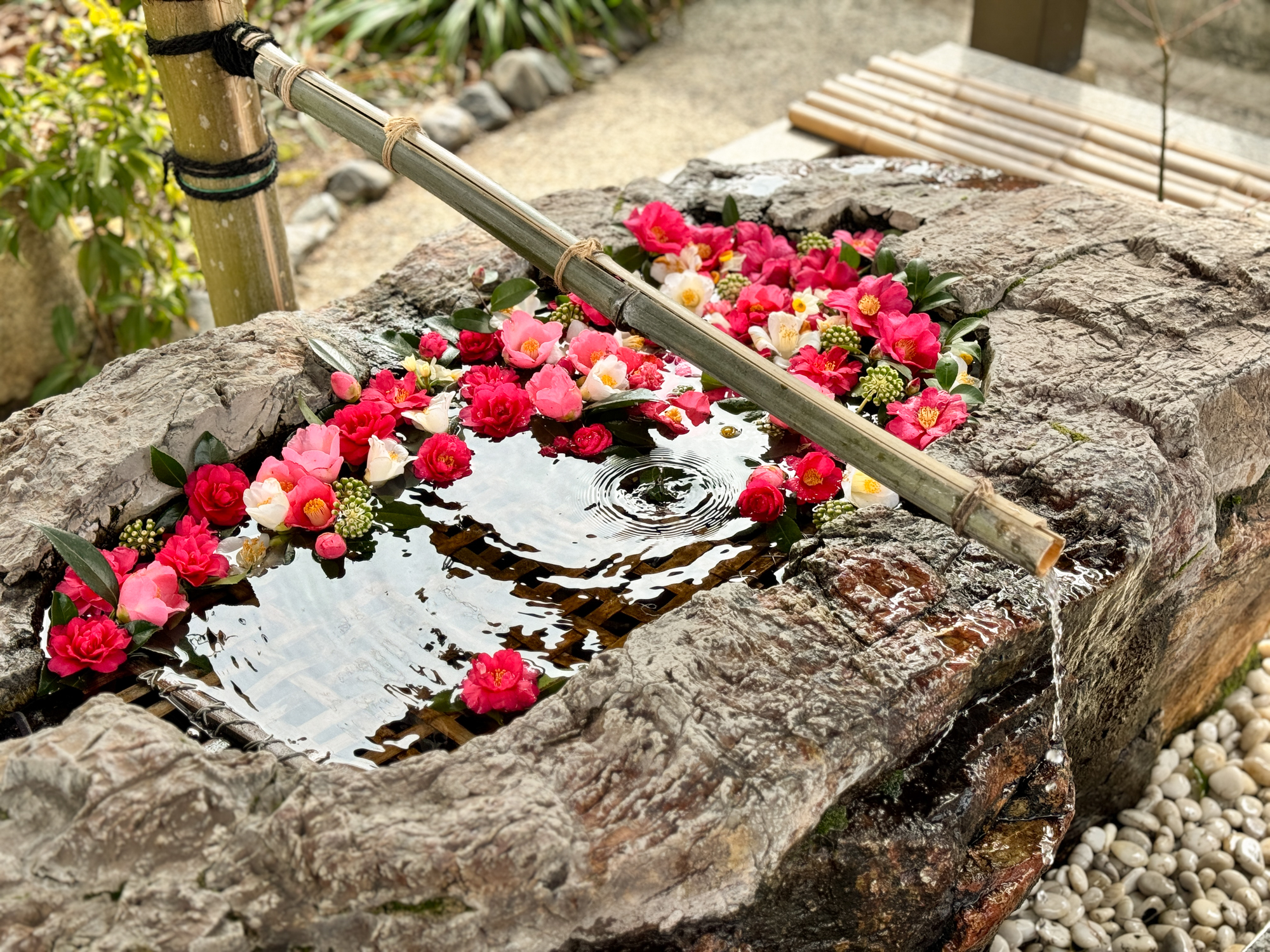 阿智神社|倉敷必訪!最美花纏守就在這!粉紫藤花瀑五月限定! - 第3張圖 阿智神社